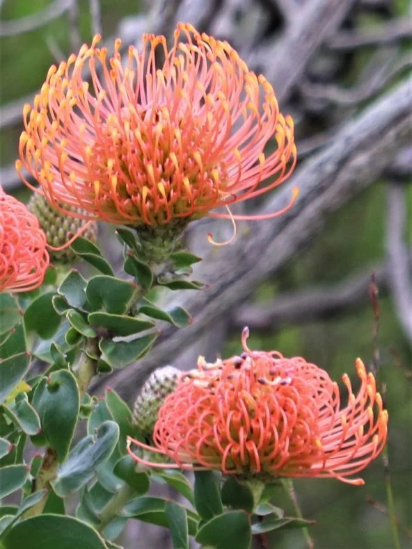 Leucospermum Cordifolium