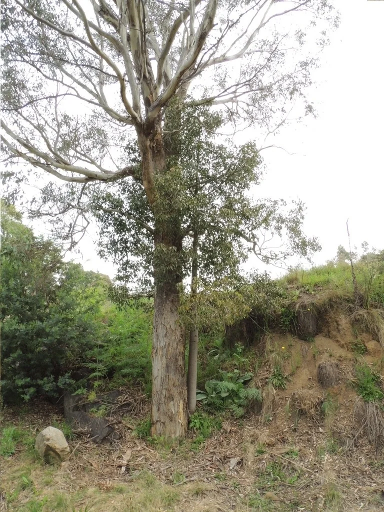 Brachychiton Populneus