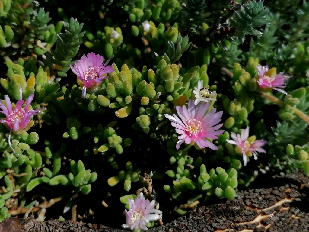 Drosanthemum Floribundum