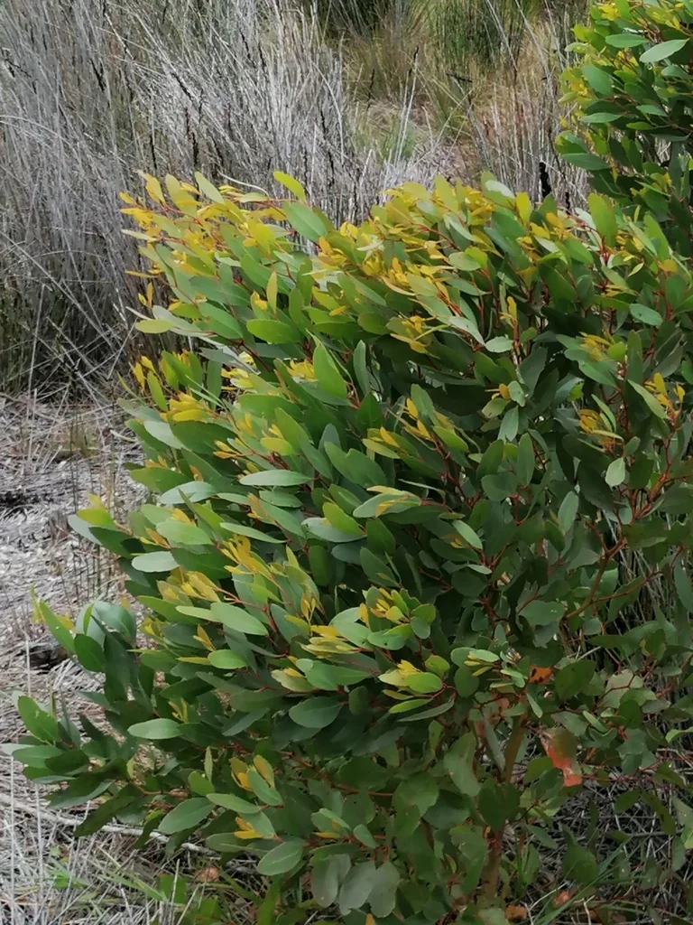 Eucalyptus Conferruminata