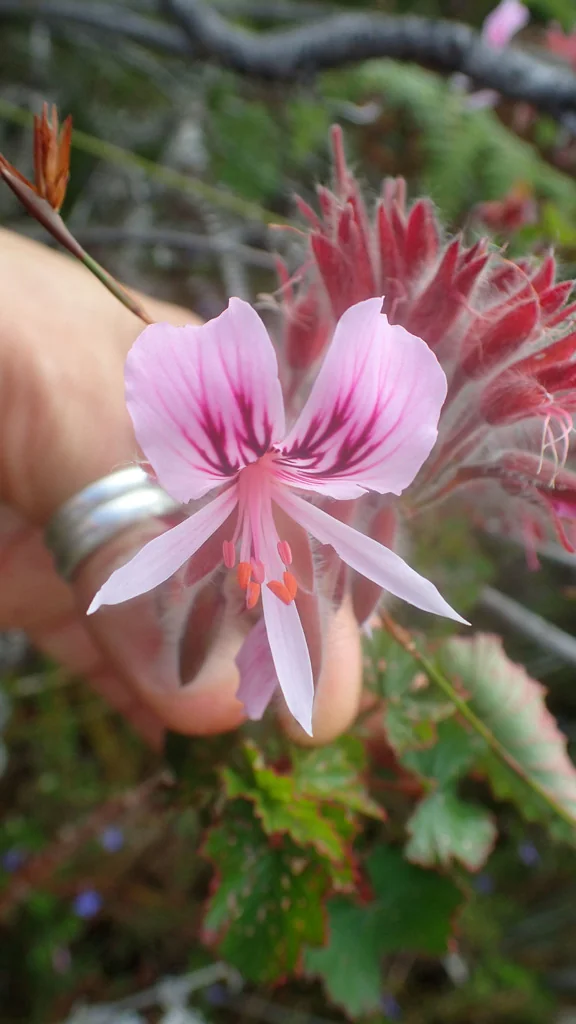Pelargonium Cordifolium
