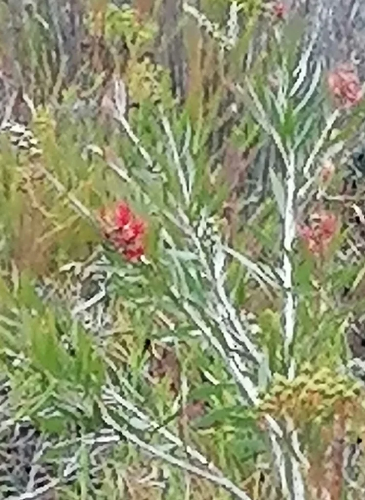 Callistemon Viminalis