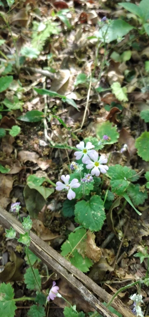 Primula Malacoides