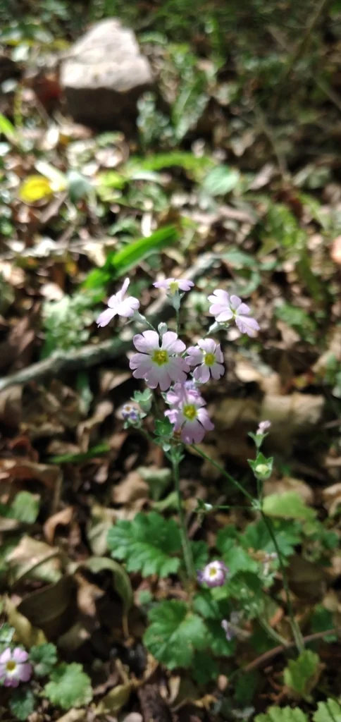 Primula Malacoides