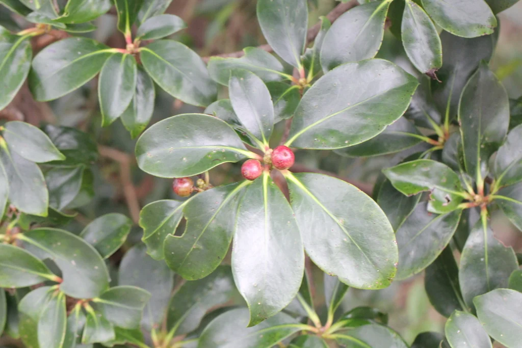 Ternstroemia Gymnanthera