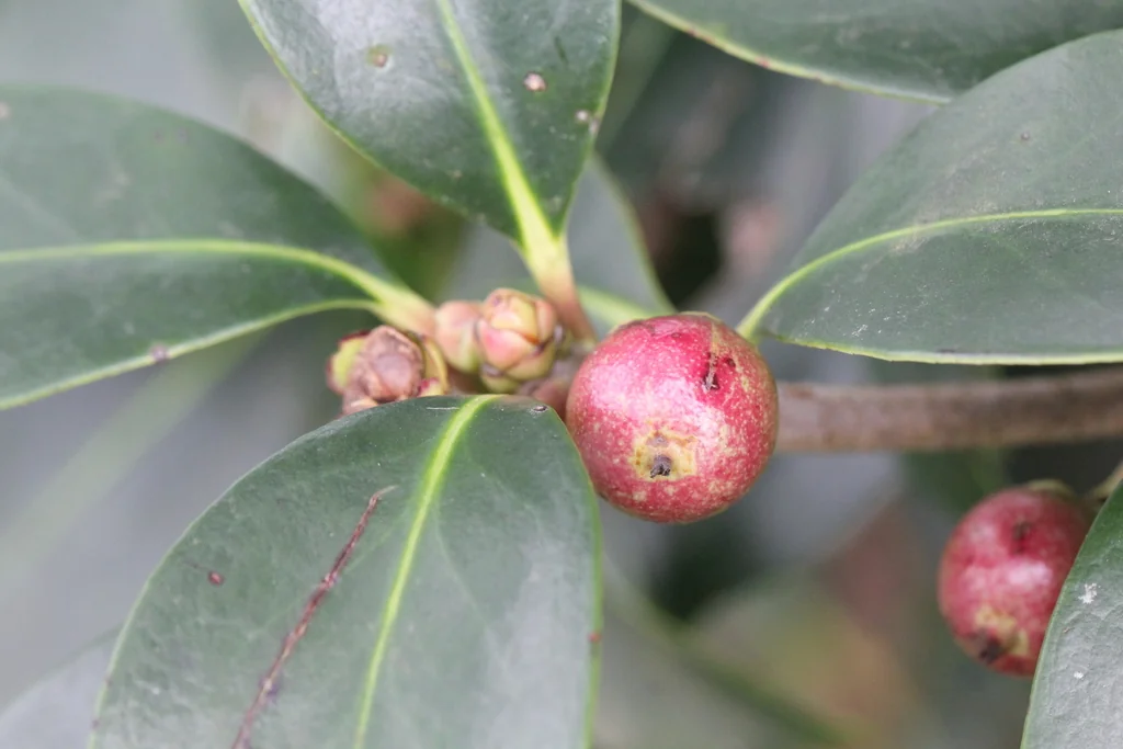 Ternstroemia Gymnanthera