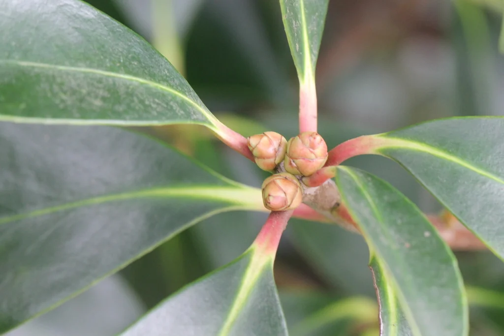 Ternstroemia Gymnanthera