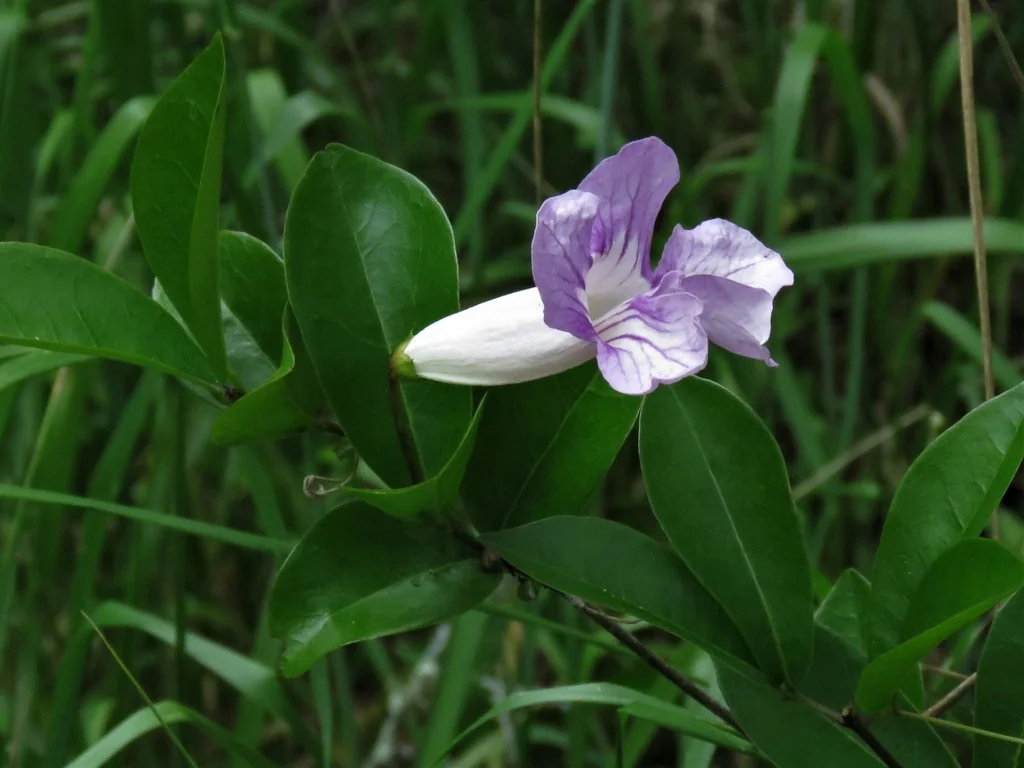 Clytostoma Callistegioides