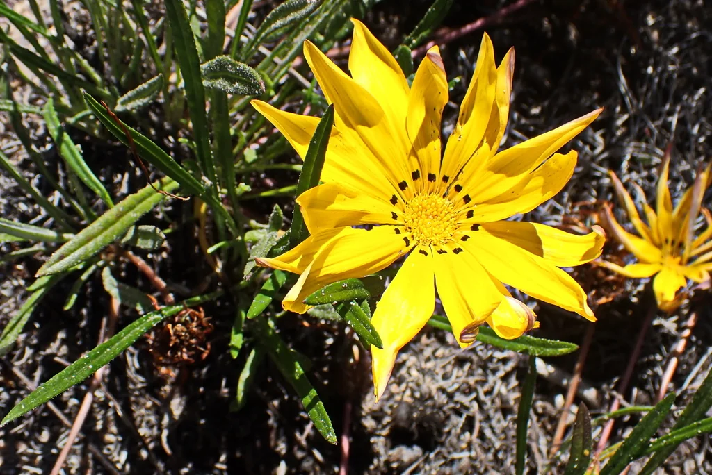 Gazania Krebsiana