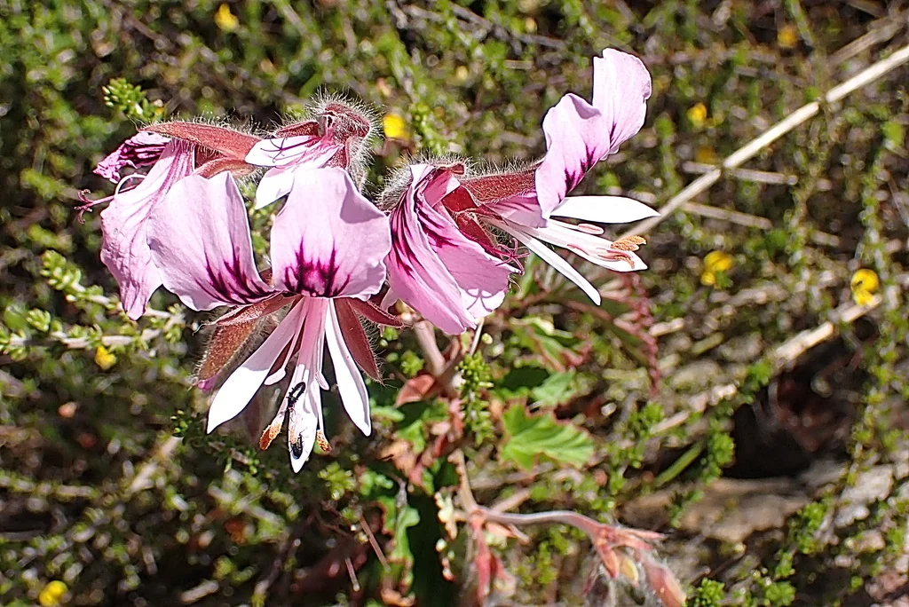 Pelargonium Cordifolium