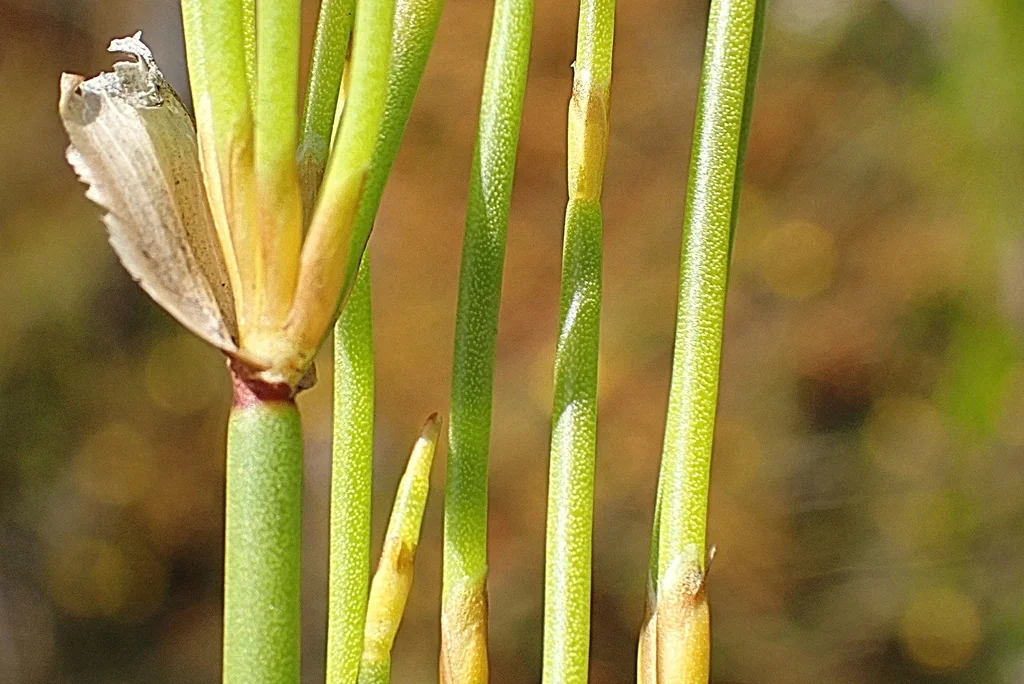 Elegia Capensis