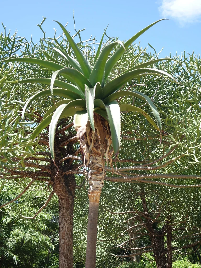 Aloe Vaombe