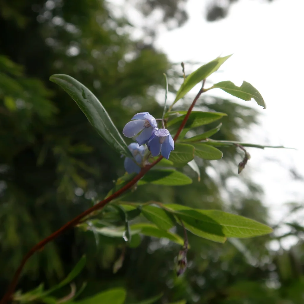 Sollya Heterophylla