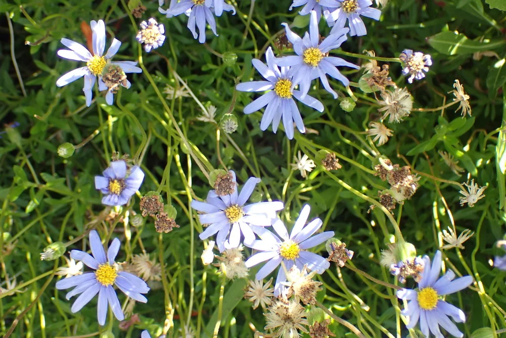 Felicia amelloides
