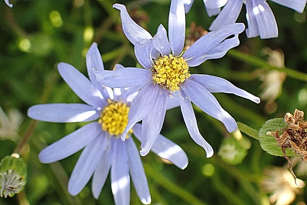 Felicia amelloides