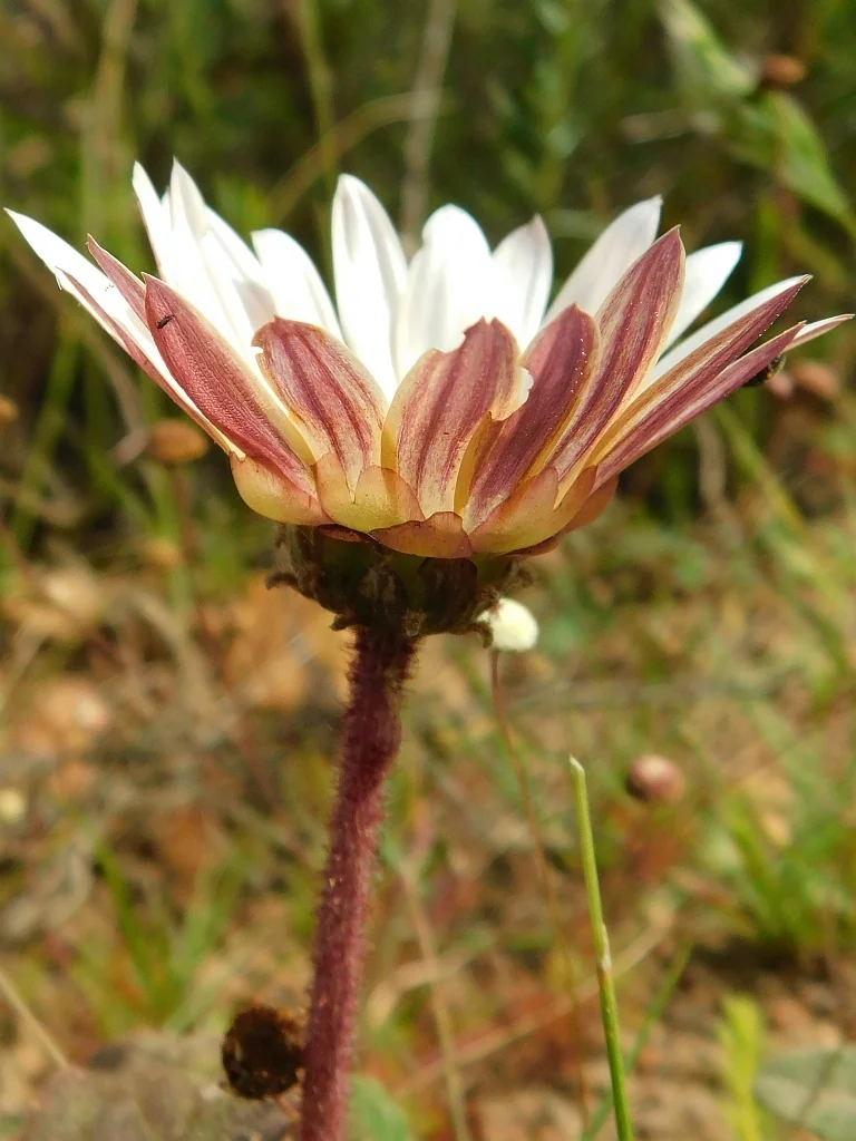 Arctotis Acaulis