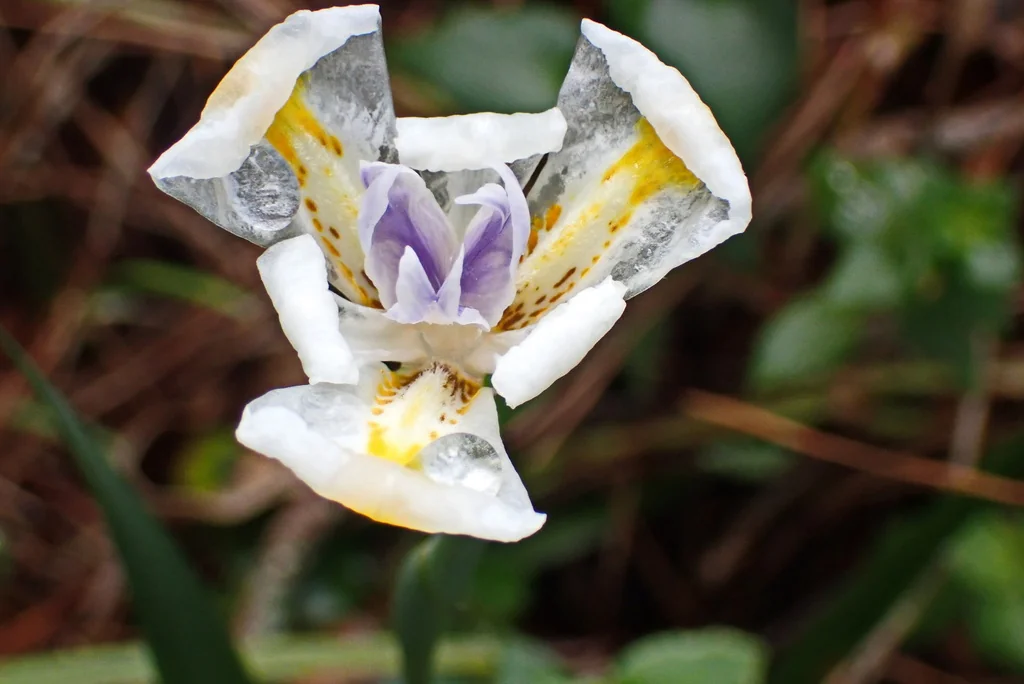 Dietes Iridioides