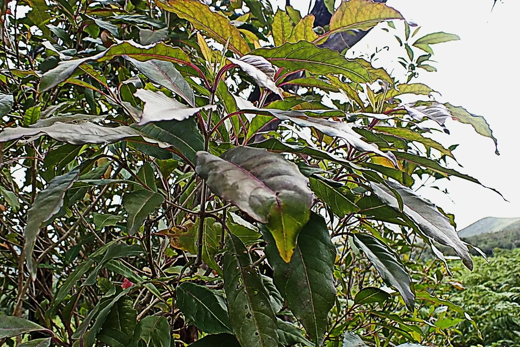 Nuxia Floribunda