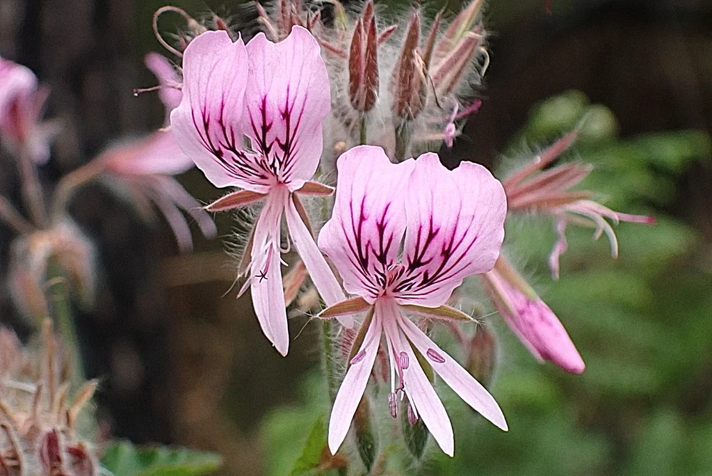 Pelargonium Cordifolium