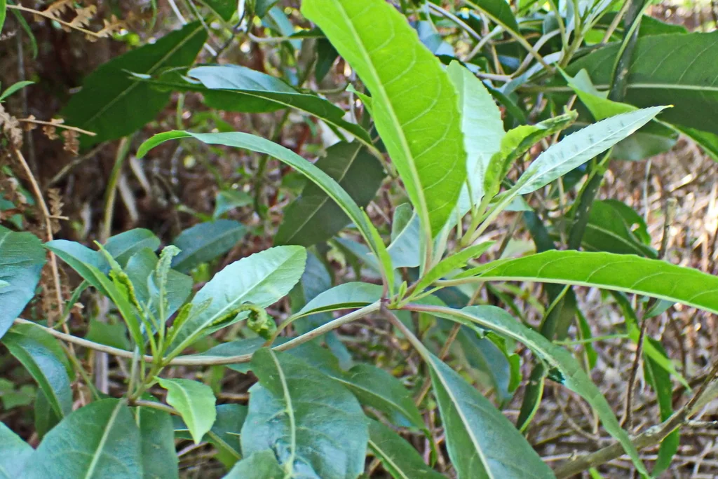 Nuxia Floribunda