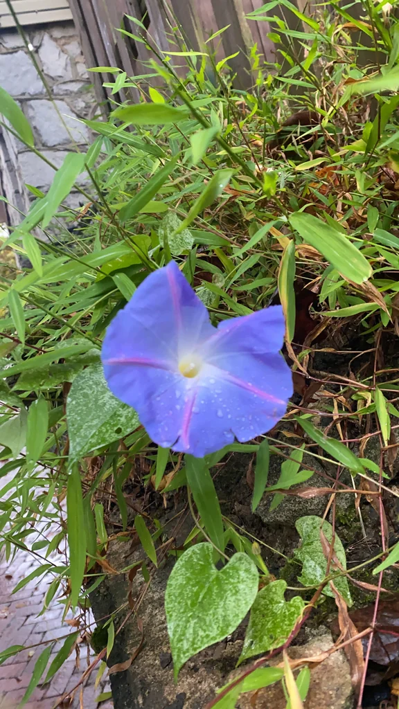 Ipomoea Tricolor