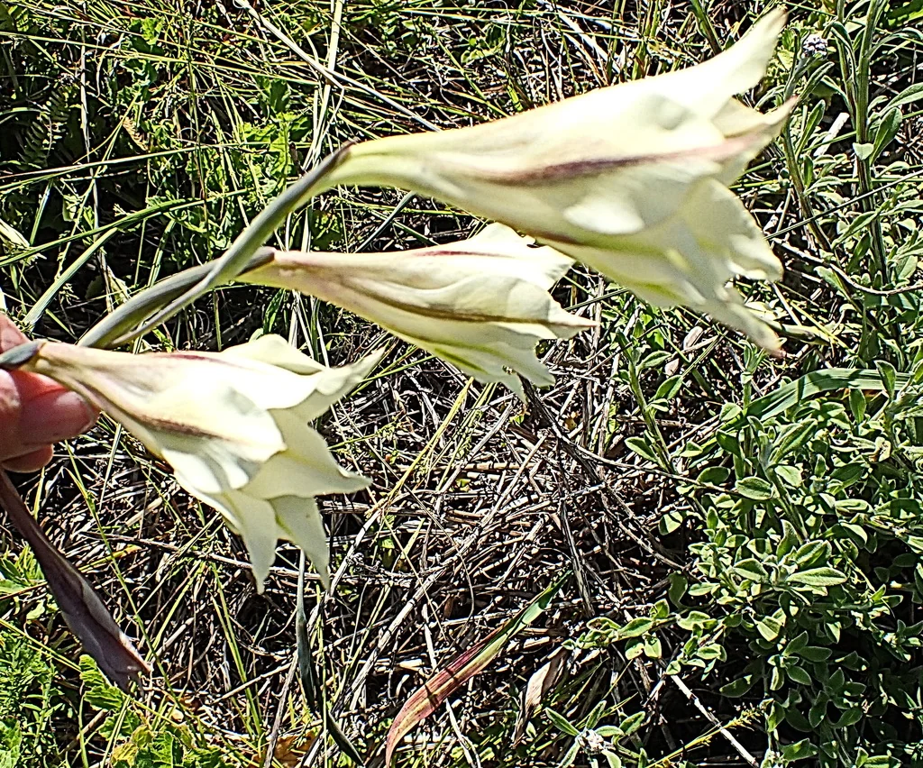 Gladiolus Tristis