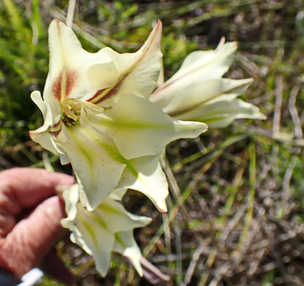Gladiolus Tristis