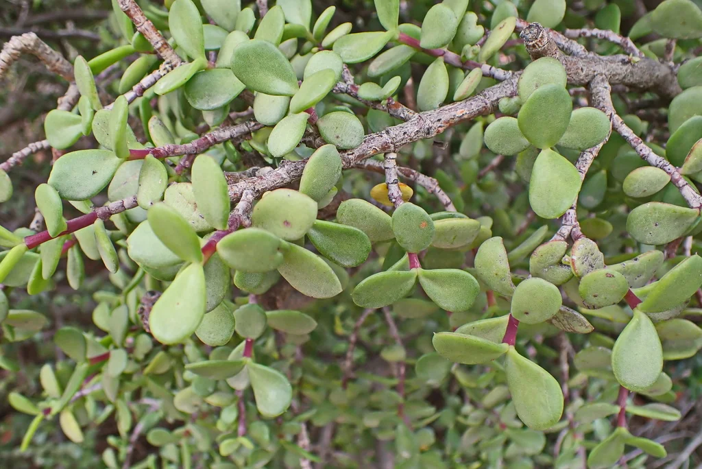 Portulacaria Afra