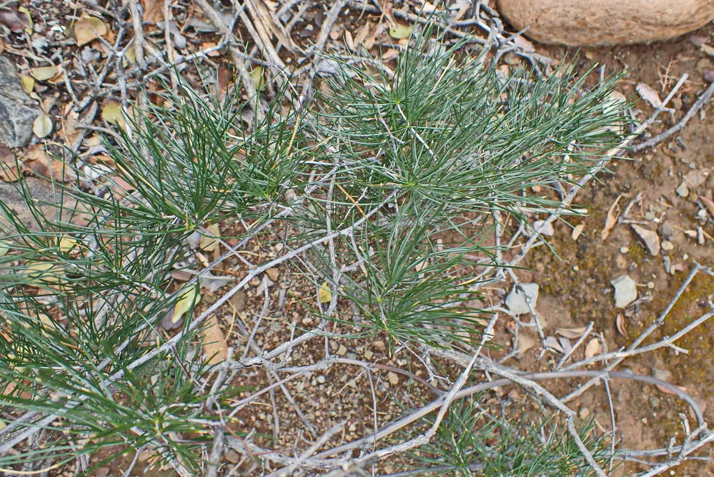 Asparagus Retrofractus