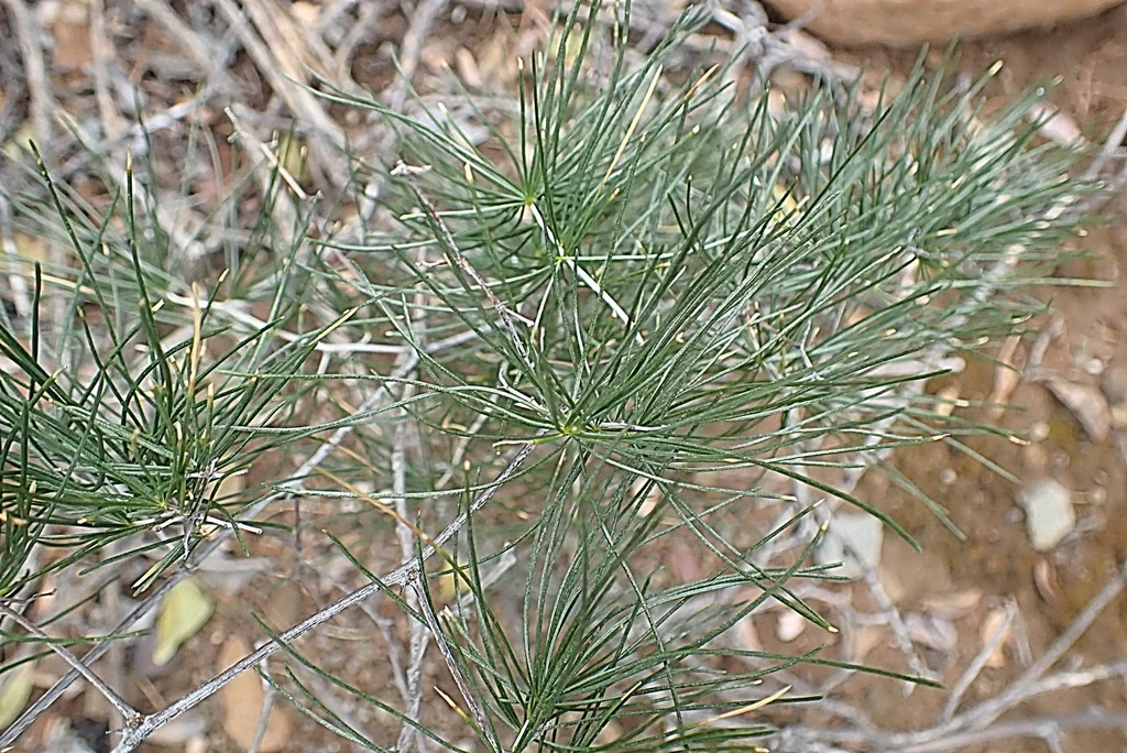 Asparagus Retrofractus