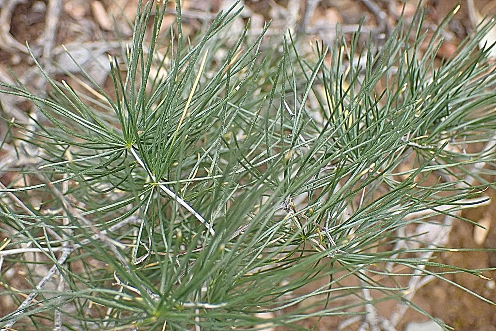 Asparagus Retrofractus