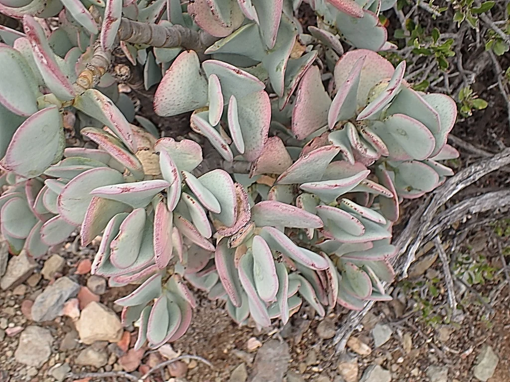 Crassula Arborescens