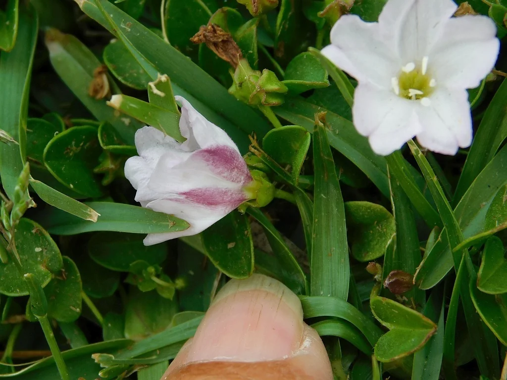 Falkia Repens
