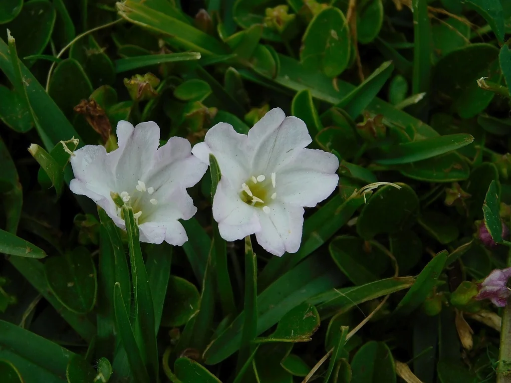 Falkia Repens