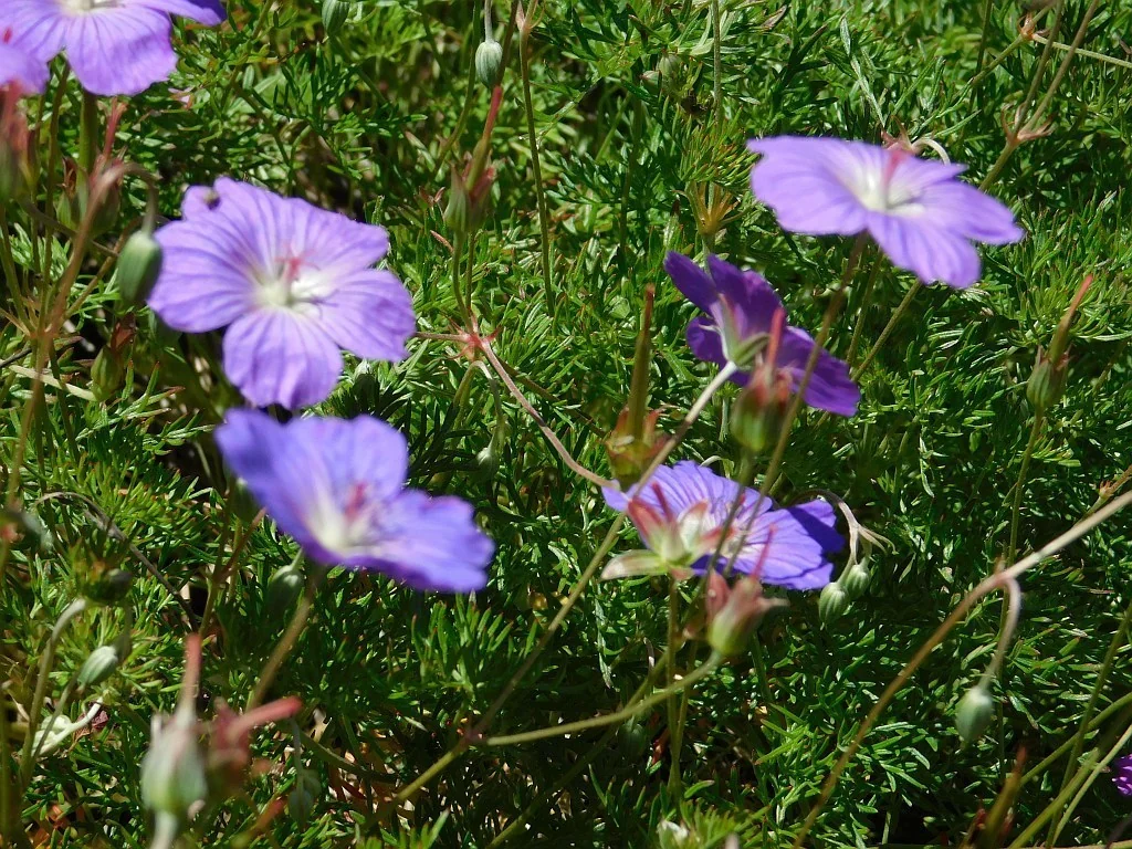 Geranium Incanum