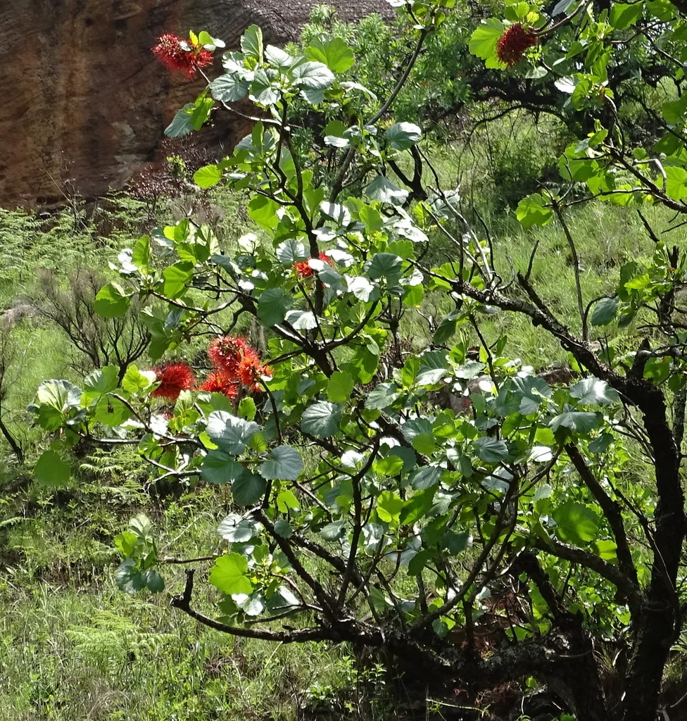 Greyia Sutherlandii