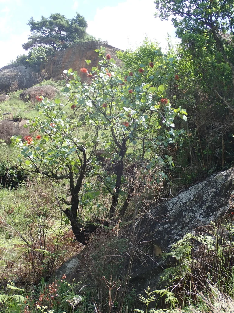 Greyia Sutherlandii