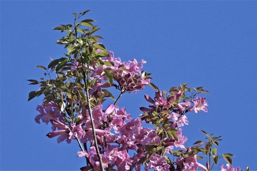 Handroanthus Heptaphyllus