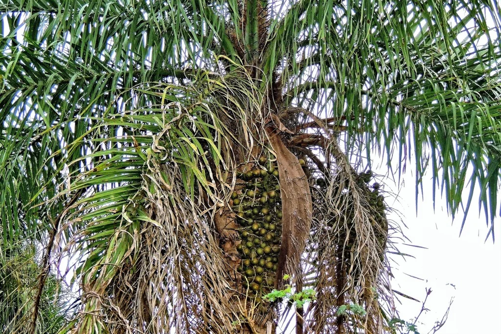 Acrocomia Totai