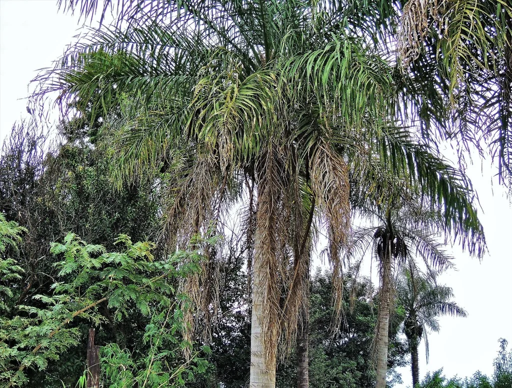 Acrocomia Totai