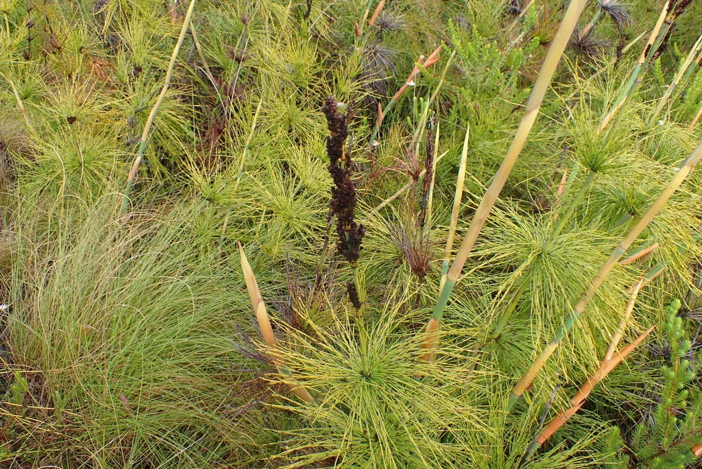 Elegia Capensis