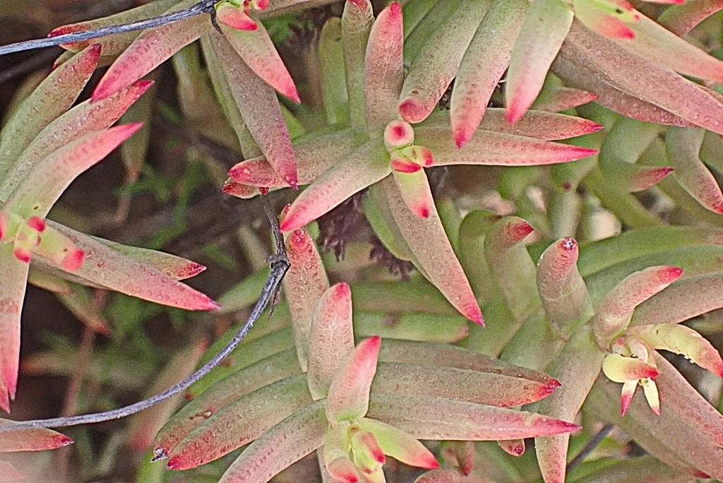 Crassula Tetragona