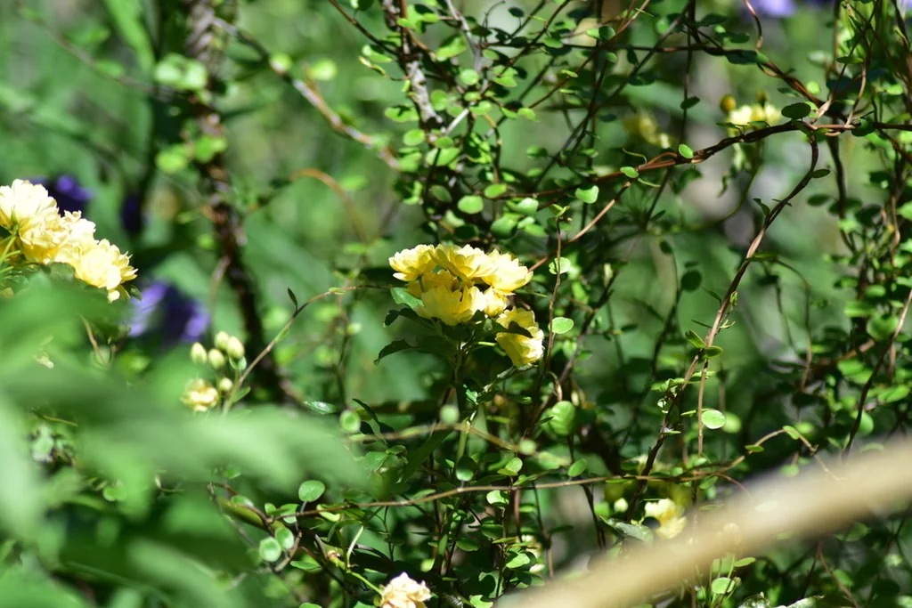 Rosa Banksiae
