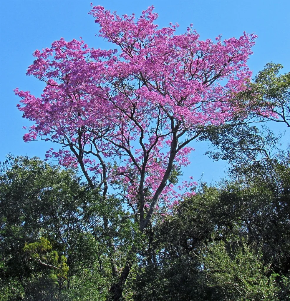 Handroanthus Heptaphyllus