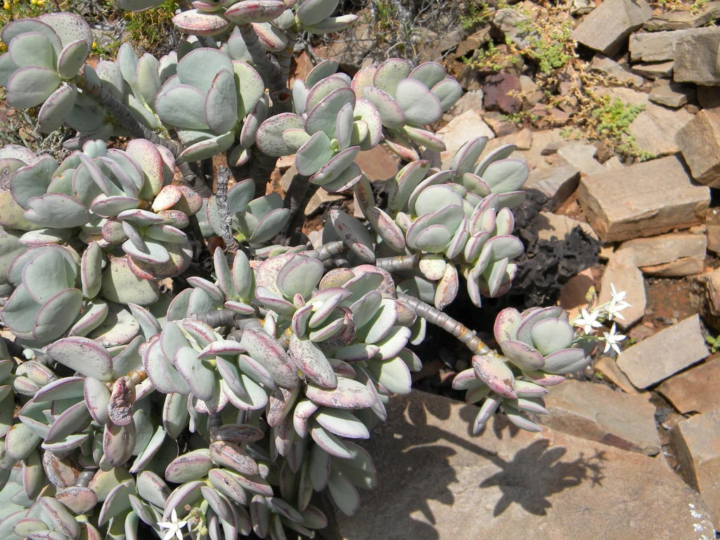 Crassula Arborescens