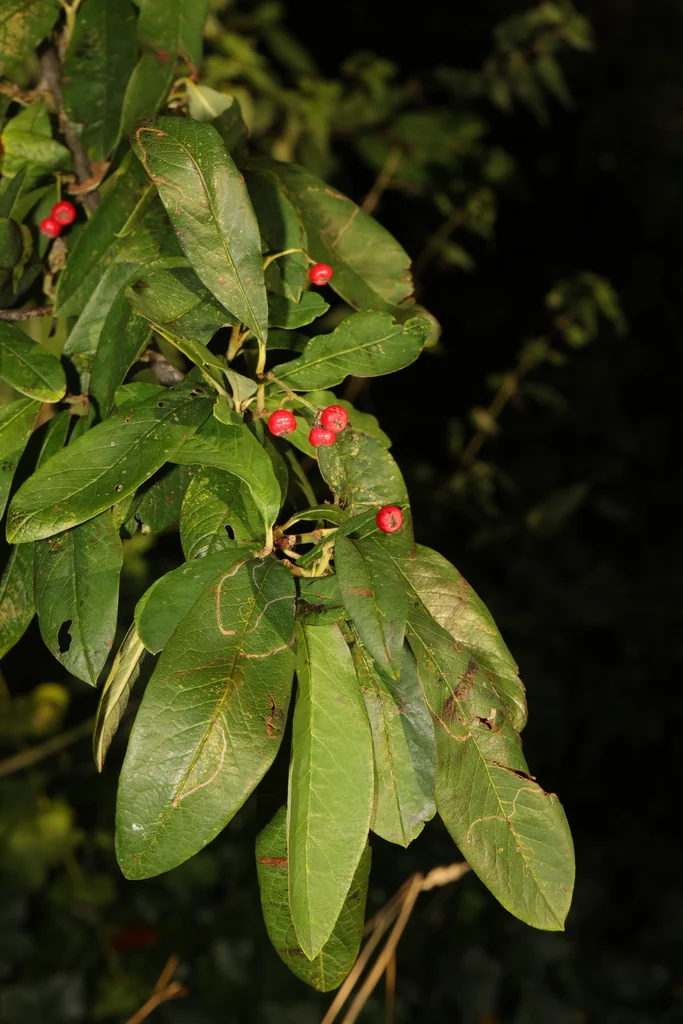Photinia Davidiana