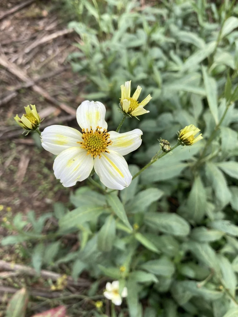 Bidens ferulifolia