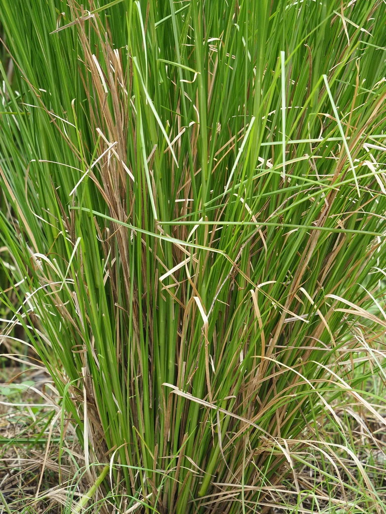 Chrysopogon Zizanioides