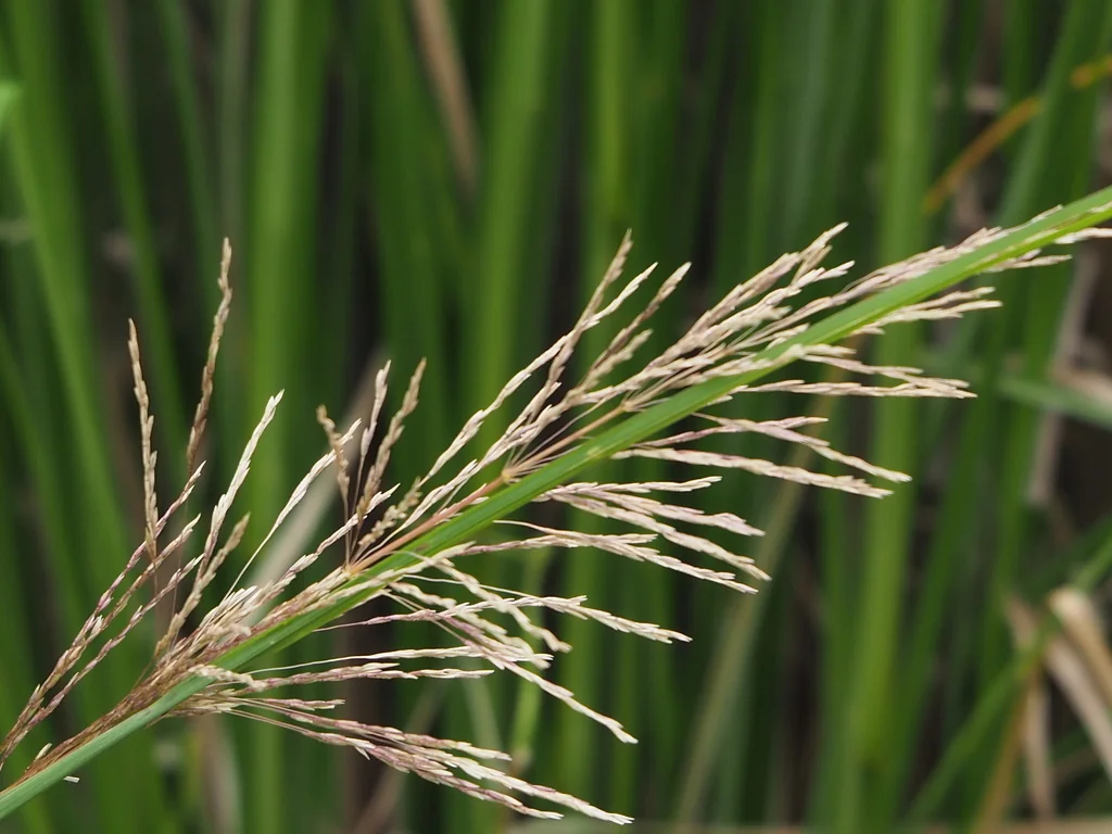 Chrysopogon Zizanioides