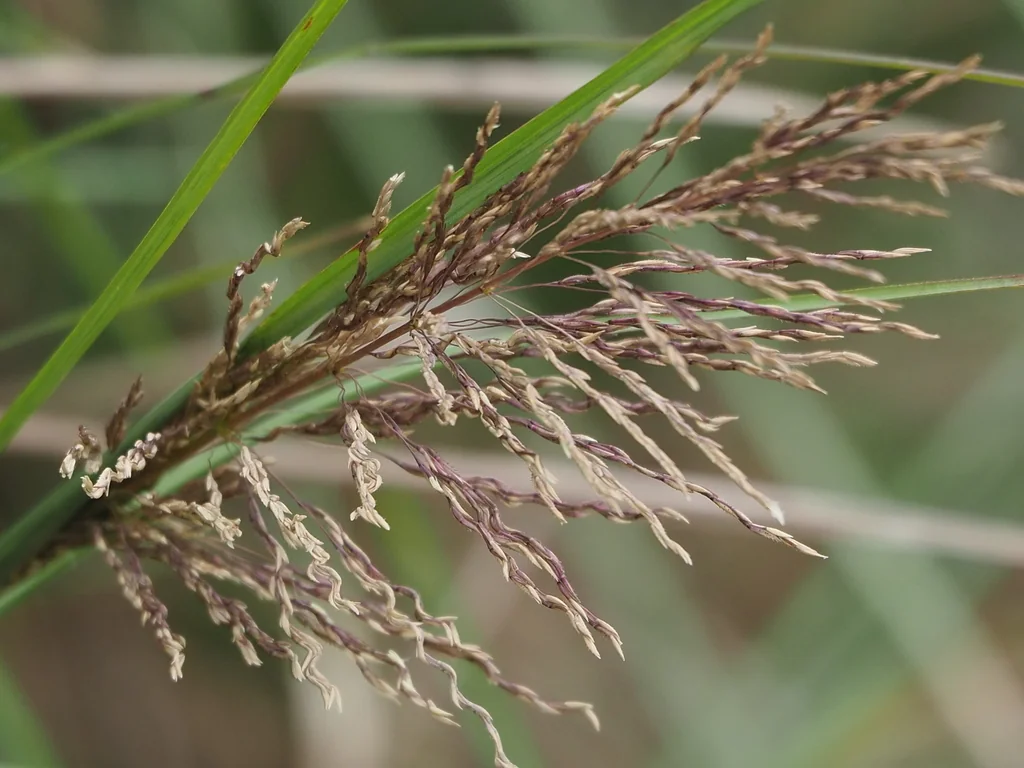 Chrysopogon Zizanioides